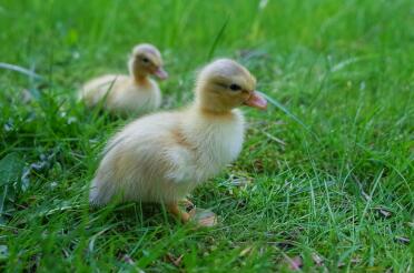 Butterscotch Ruf Entenküken auf Gras!