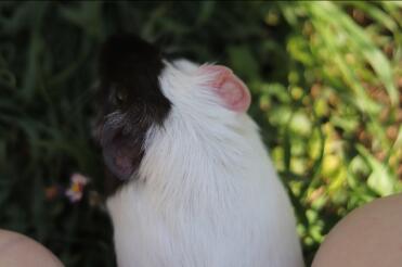 Guinea Pig