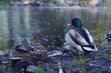 Ducks are magestic