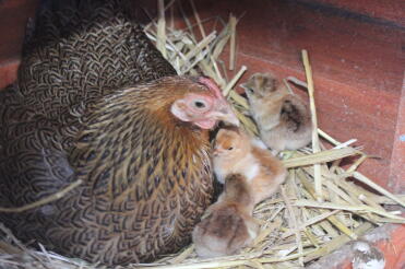 Mama und drei Küken
