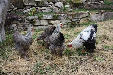 Unsere silberne Brahma-Familie.