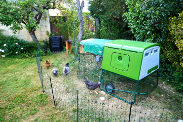 The chickens are content in their space