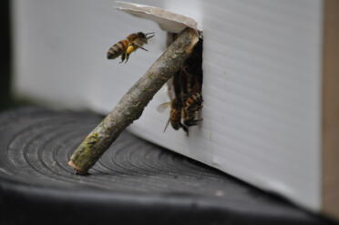 Bees find pollen as nuke is opened 