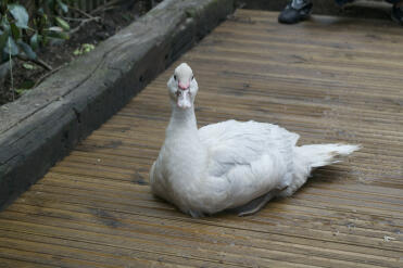 A lovely muscovy duck.