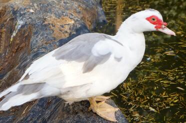 Lavendel Muscovy Henne
