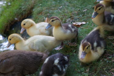 Muscovy Entenküken