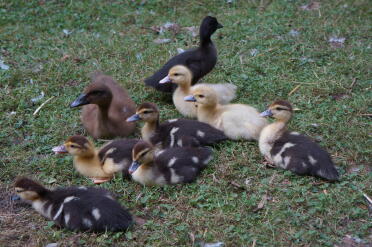 Muscovy Entenküken