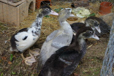 Junge Muscovy Drakes