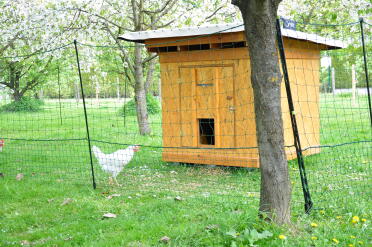 Hühnergarten im blühendem Obstgarten