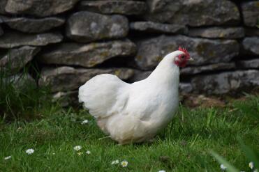 Mayo lo sfacciato Pekin