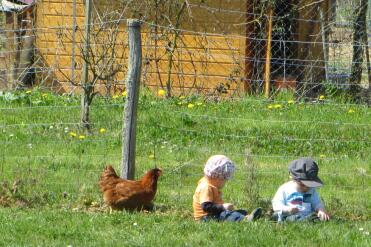 Chiacchiere e galline