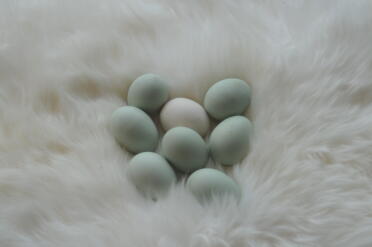 Grüne Eier von Rumpless Araucana