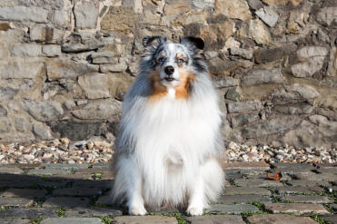 What a gorgeous shetland sheedog!