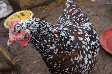 Gefleckte Sussex Henne