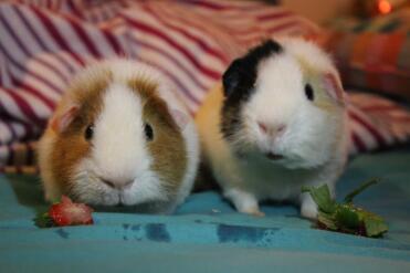 Bob und Bert!