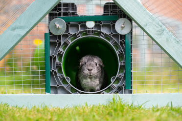 Guinea pig love running down the zippi tunnels!
