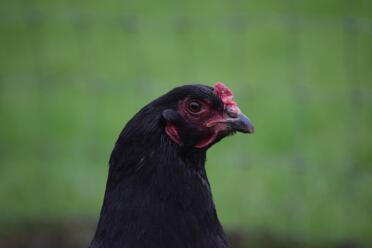 Evies Araucana namens Bubble
