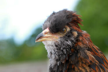 Schwarzroter Araucana-Junge im Alter von 11 Wochen