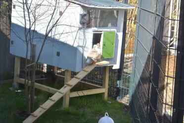 Chickens love their home