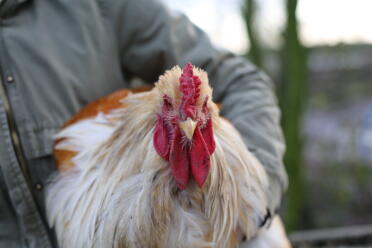 Brahma Hahn