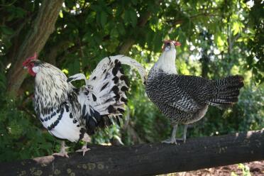 Ein Campine namens Möwe