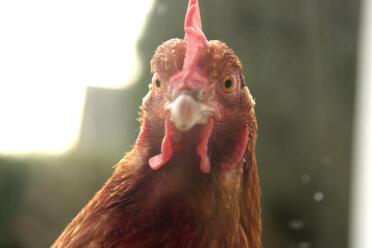 Neugieriger Vogel