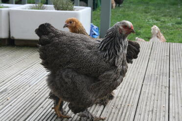 A chicken on some decking.
