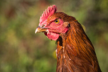 welsummer cockerel - jung