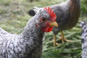 This cockerel is 9 weeks old.