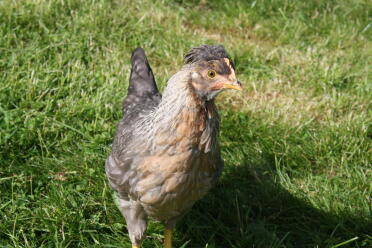 What a sweet little chicken!