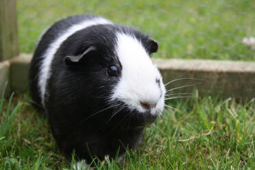 Nutty! smoothcoat guinea pig