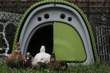 Almost all four call ducks were willing to pose