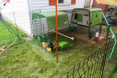 Our just-assembled Eglu coop and run... our ladies and our tiny backyard approve!