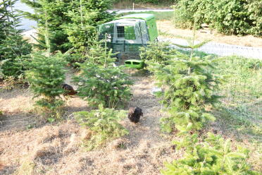 Plenty of space for chickens to roam!