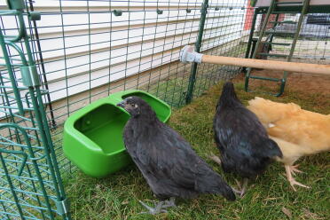 Easy to fill and clean; we have two waterers!
