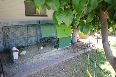 Eglu Cube with 9 foot run and Eglu fencing around yard