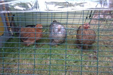 My Pekins love their Omlet Go!