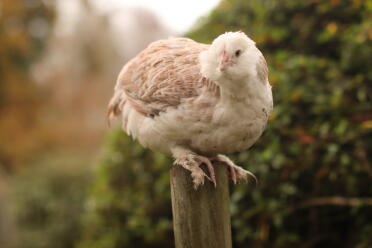 Our young salmon faverolle hen