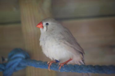 Aren't finches adorable birds!