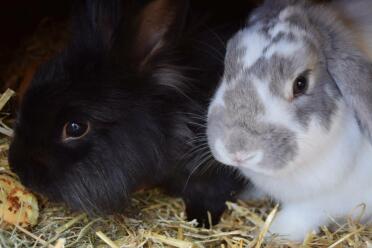 Desi & oreo