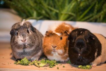 Guinea pigs love to eat their greens!