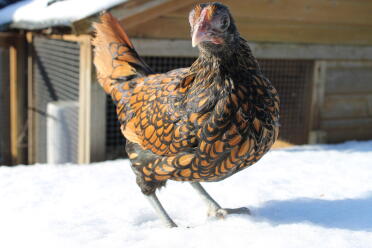 Sebright im Schnee