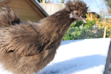 Silkie