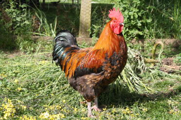 What a gorgeous cockerel!