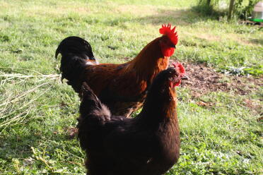 Chickens make lovely pets!