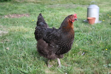 French copper black maran