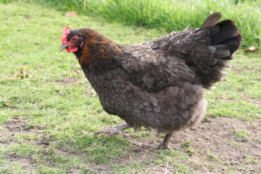 Kupferblauer französischer Maran