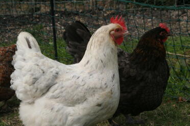 Französische Marans. Splash und Copper Blue
