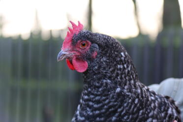 maran hen