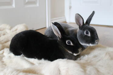 Nova e Ludo i nostri panini Mini Rex